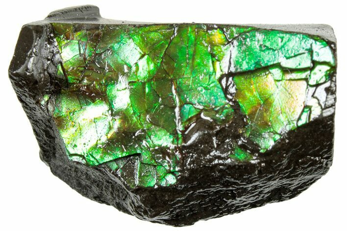 Iridescent Ammolite (Fossil Ammonite Shell) - Alberta #311408